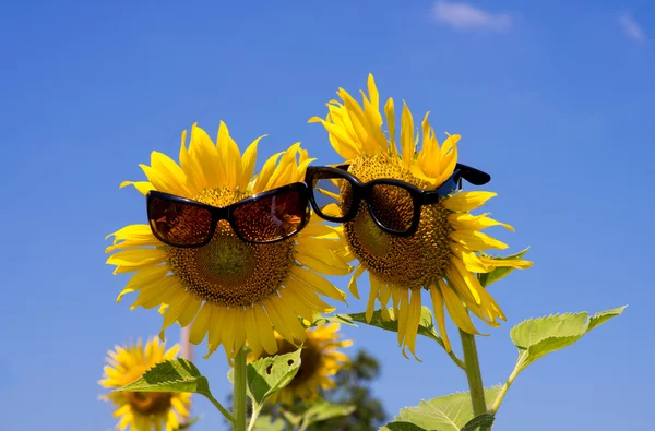 Sunflower  field — Stock Photo, Image