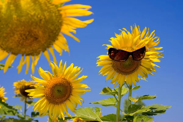 Sunflower  field — Stock Photo, Image