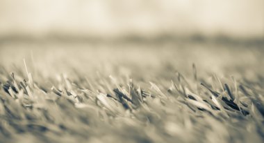 çim resim sesi sepya