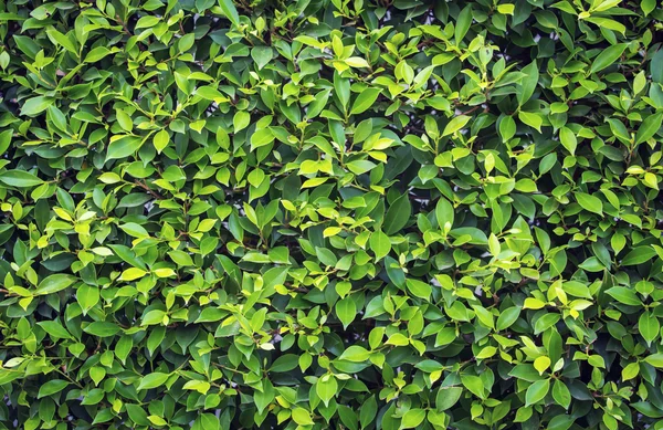Folhas verdes Bush — Fotografia de Stock