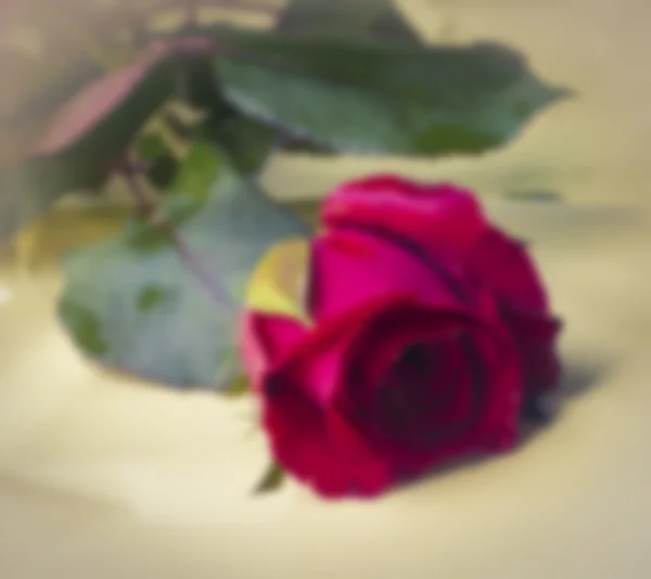 Rosa roja, imagen borrosa estilo — Foto de Stock