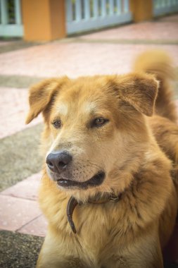 Köpek evcil hayvan olduğunu