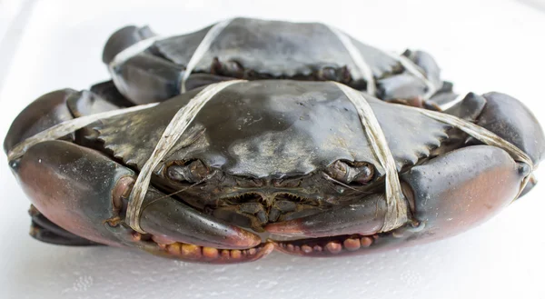 Raw black crab — Stock Photo, Image