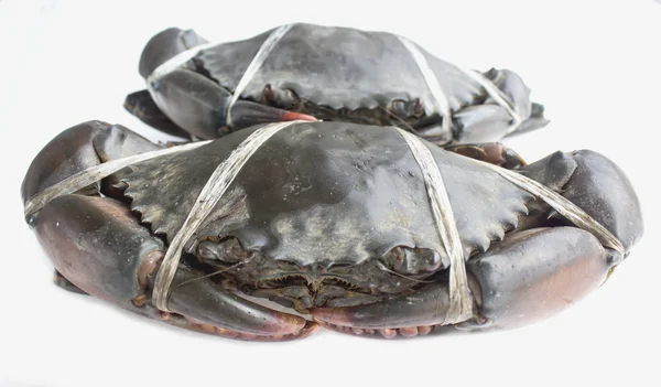 Raw black crab — Stock Photo, Image