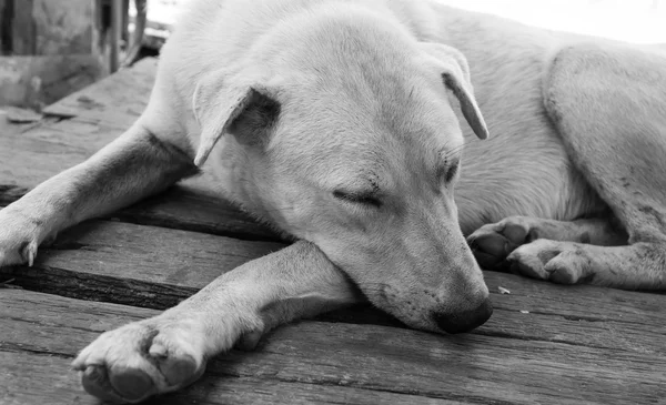 En herrelös hund liggande på golvet trä. Bilden tonar svart och vitt — Stockfoto