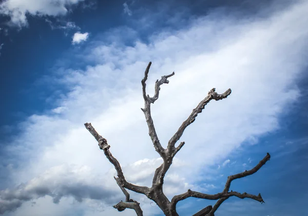 Dry tree branch — Stock Photo, Image