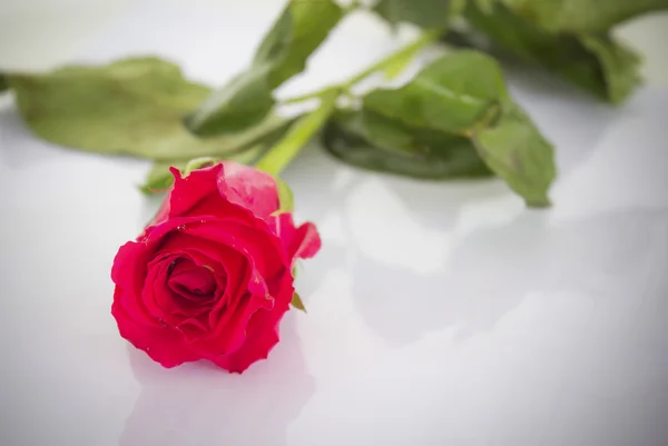 Uma rosa vermelha floresce — Fotografia de Stock