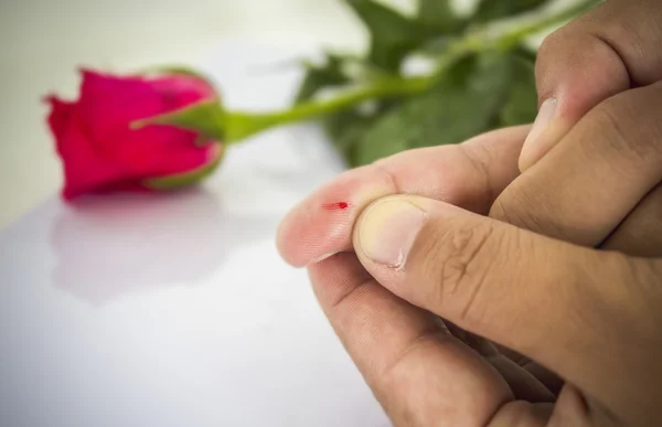 Blod fläck på finger från thornless ros på vit bakgrund. — Stockfoto