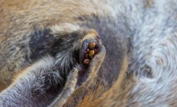 Perro garrapatas en la oreja perro callejero — Foto de Stock