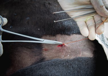 Gözlerinizle sokak köpeği