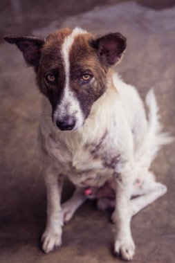 Gözlerinizle sokak köpeği