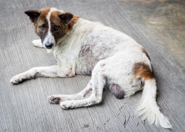 Gözlerinizle sokak köpeği