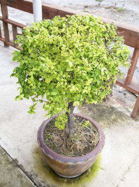 Yemyeşil çalılar ile Bahçe pot