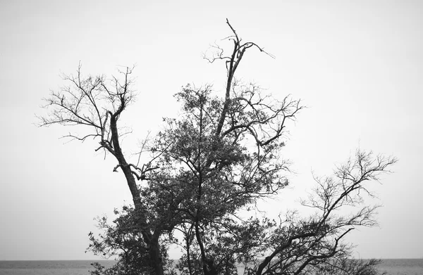 Branches of tree — Stock Photo, Image