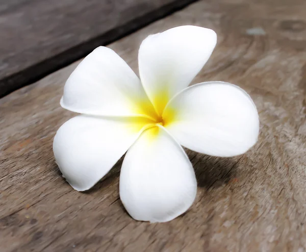 Flores tropicais frangipani — Fotografia de Stock