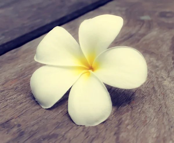 Tropical flowers frangipani — Stock Photo, Image