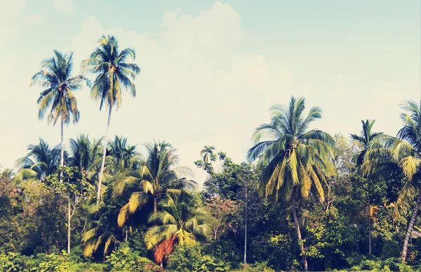 Arboledas de coco — Foto de Stock