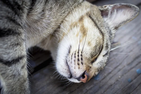 Кот спит — стоковое фото