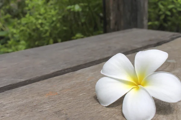 Flores tropicais frangipani em madeira — Fotografia de Stock