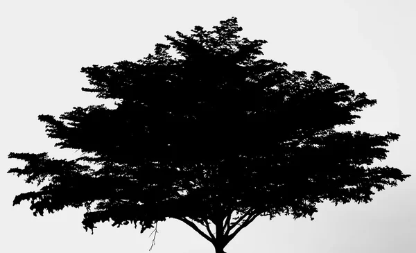 Siluetu velkého stromu při západu slunce — Stock fotografie