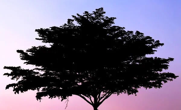 Silhouetted of big tree during sunset — Stock Photo, Image