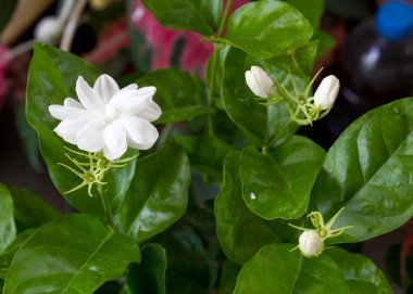 Beyaz Yasemin çiçeği