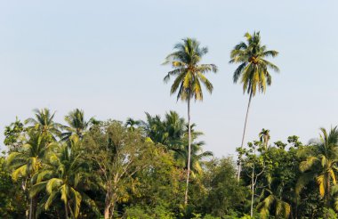 Hindistan cevizi ağaçları