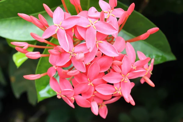 Ixora — Stock Photo, Image