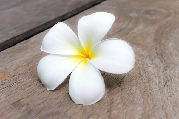 Flores tropicais frangipani — Fotografia de Stock