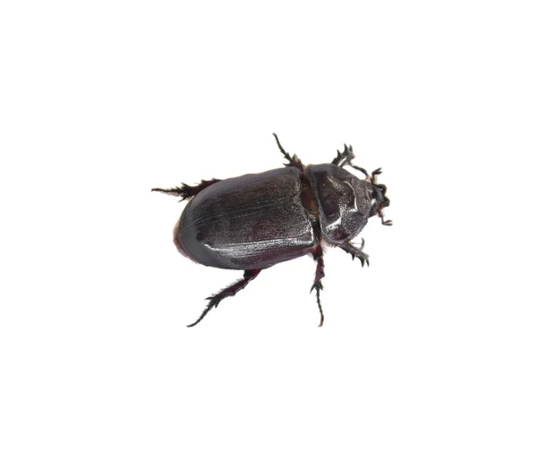 Dung Beetle preto sobre fundo branco — Fotografia de Stock