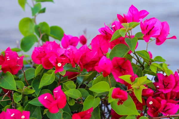 Rosafarbene Bougainvillaea — Stockfoto