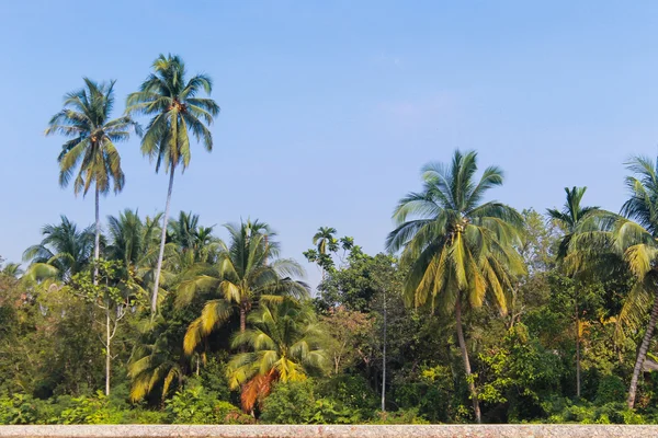 Coconut groves — Stock Photo, Image