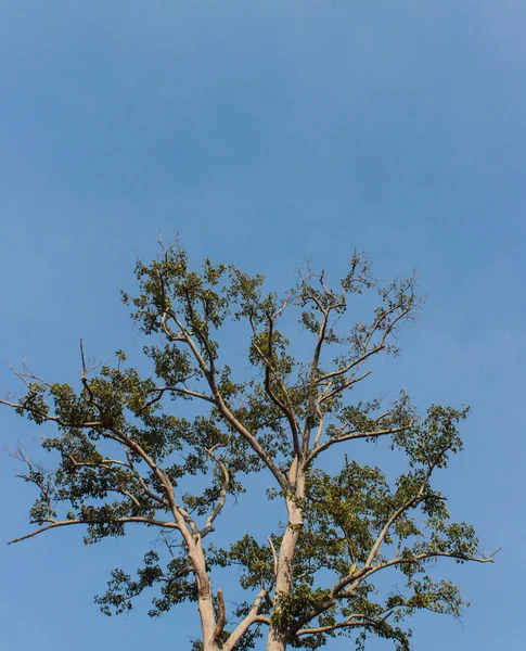 Árvores e céu — Fotografia de Stock