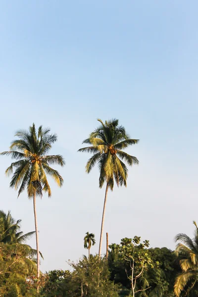 Palmas de coco — Foto de Stock