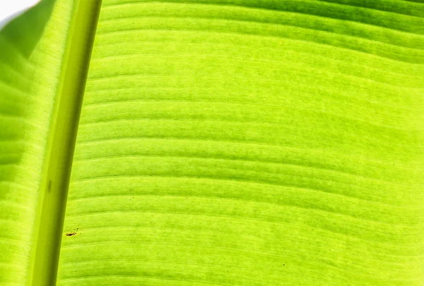 Bananenblatt — Stockfoto