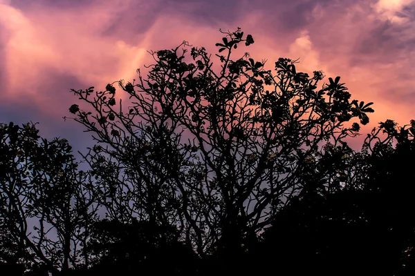 Silhouetted of  tree during sunset — Stock Photo, Image