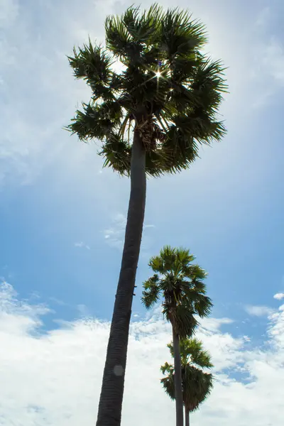 Фото Тодди или Сахарной пальмы — стоковое фото