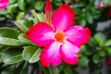 Pembe çöl gülü veya Impala Lily veya alay açelya çiçek