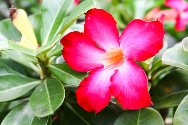 Pink Desert Rose or Impala Lily or Mock Azalea flower — Stock Photo, Image