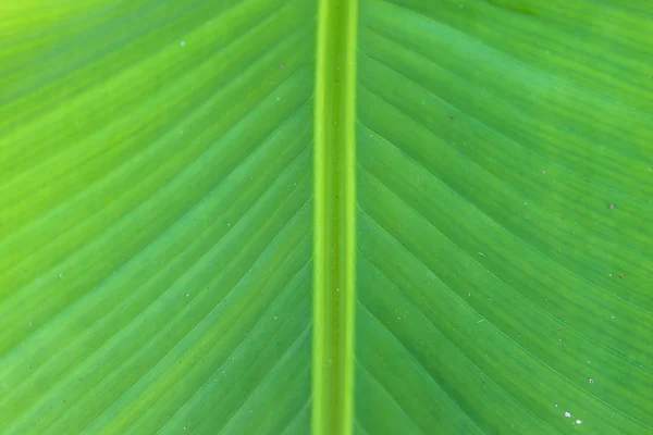 Folha de banana verde — Fotografia de Stock