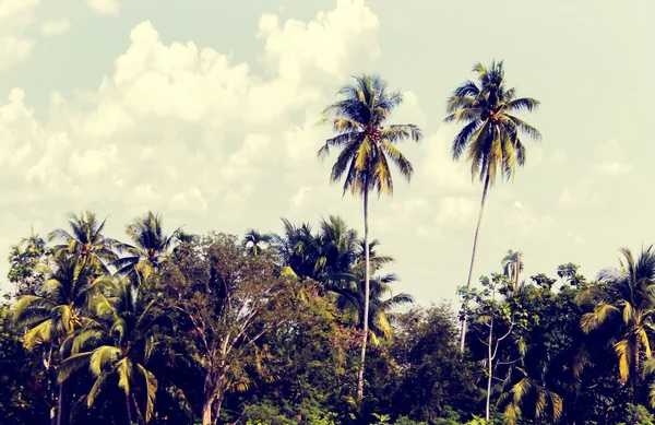 Arboledas de coco — Foto de Stock