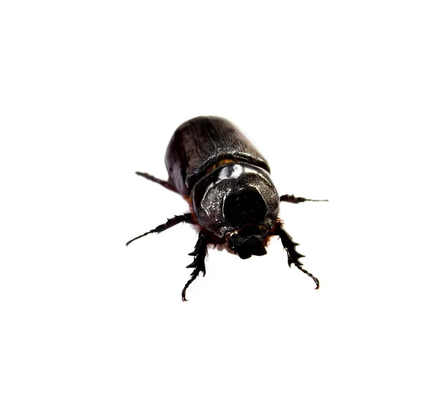 Dung Beetle Stock Photo