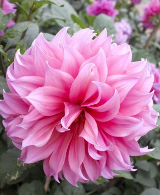 pembe karanfil çiçek