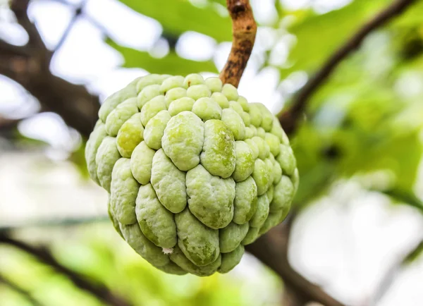 Sugar apples — Stock Photo, Image