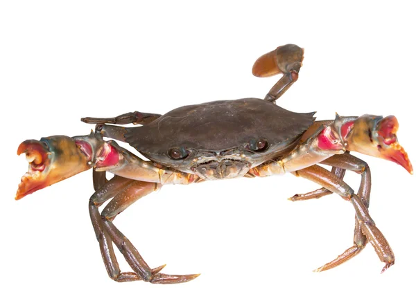 Crab — Stock Photo, Image