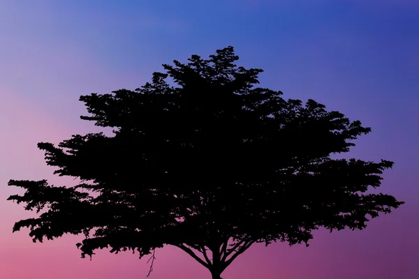 Silhouetted of big tree during sunset — Stock Photo, Image