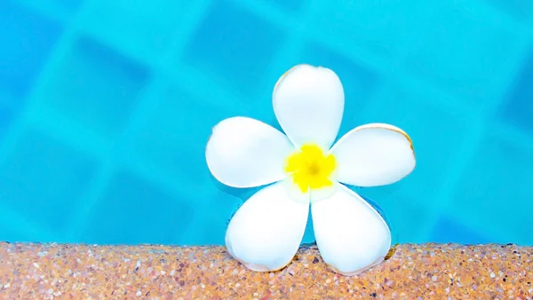 Plumeria floating in blue water — Stock Photo, Image
