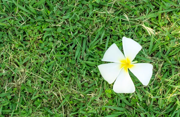 Frangipani flowers on green grass. — Stock Photo, Image