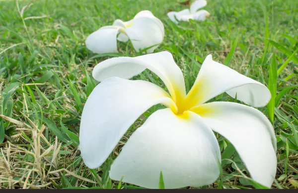 Φραντζιπάνι ή Plumeria λουλούδι σε φόντο πράσινο γρασίδι — Φωτογραφία Αρχείου