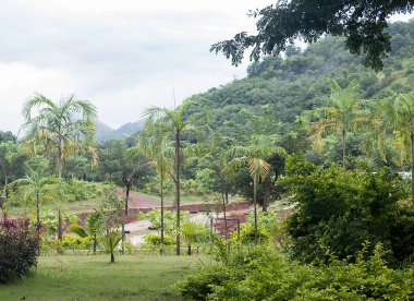 Bahar huş ağacı orman yolu